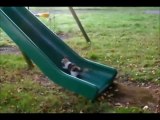 FUNNY GIF COMPILATION - NEW FUNNY ANIMAL VINES AND GIFS