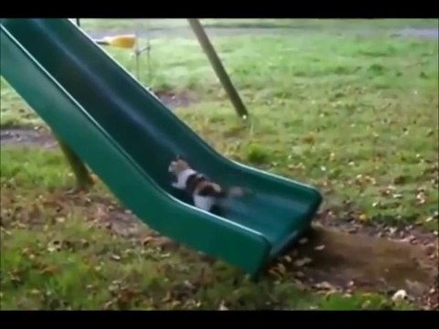 FUNNY GIF COMPILATION - NEW FUNNY ANIMAL VINES AND GIFS