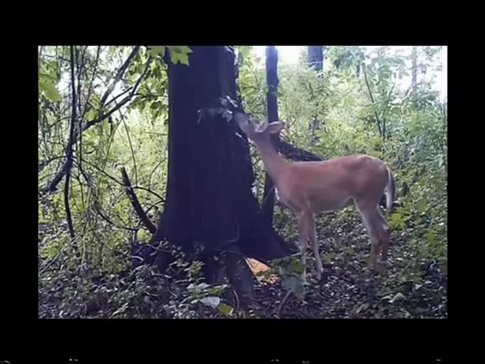 Funny videos 2014