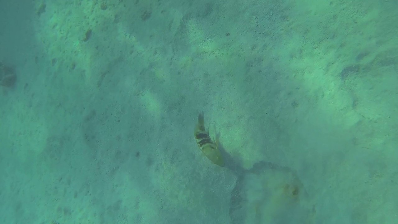 gopro raie mer rouge