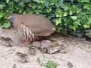 KINALI KEKLİK VE CİVCİVLERİ