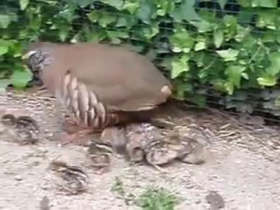 KINALI KEKLİK VE CİVCİVLERİ