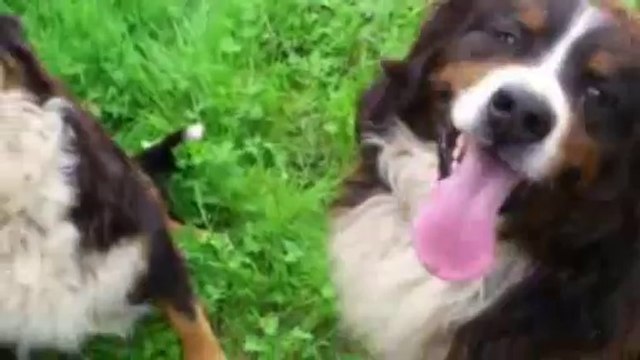 petit clin d'oeil à mes Loulous