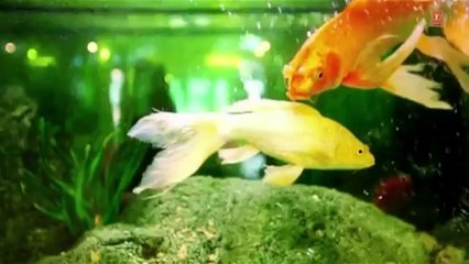 Offeran Gurkirpal Surapuri New Punjabi HD Song _ Young Beats -