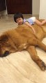 Un chien géant du tibet joue avec une petite fille