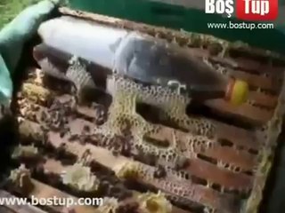 İşte Sahte Ballar Böyle Üretiliyor.mp4