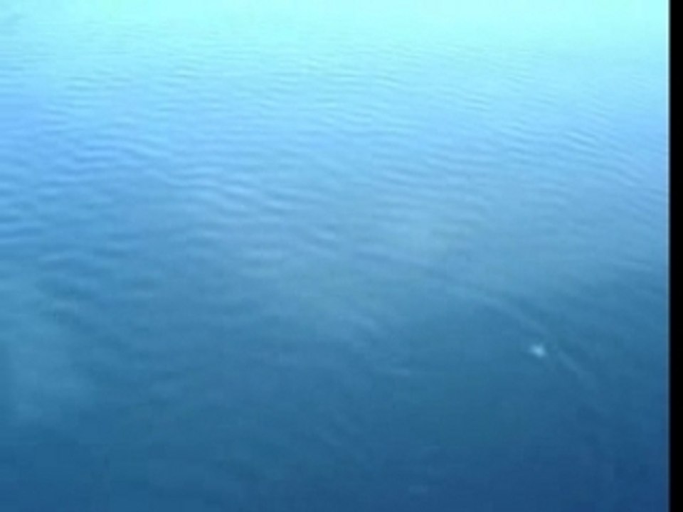 Pesca del siluro desde barca