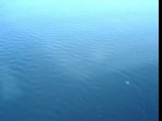 Pesca del siluro desde barca