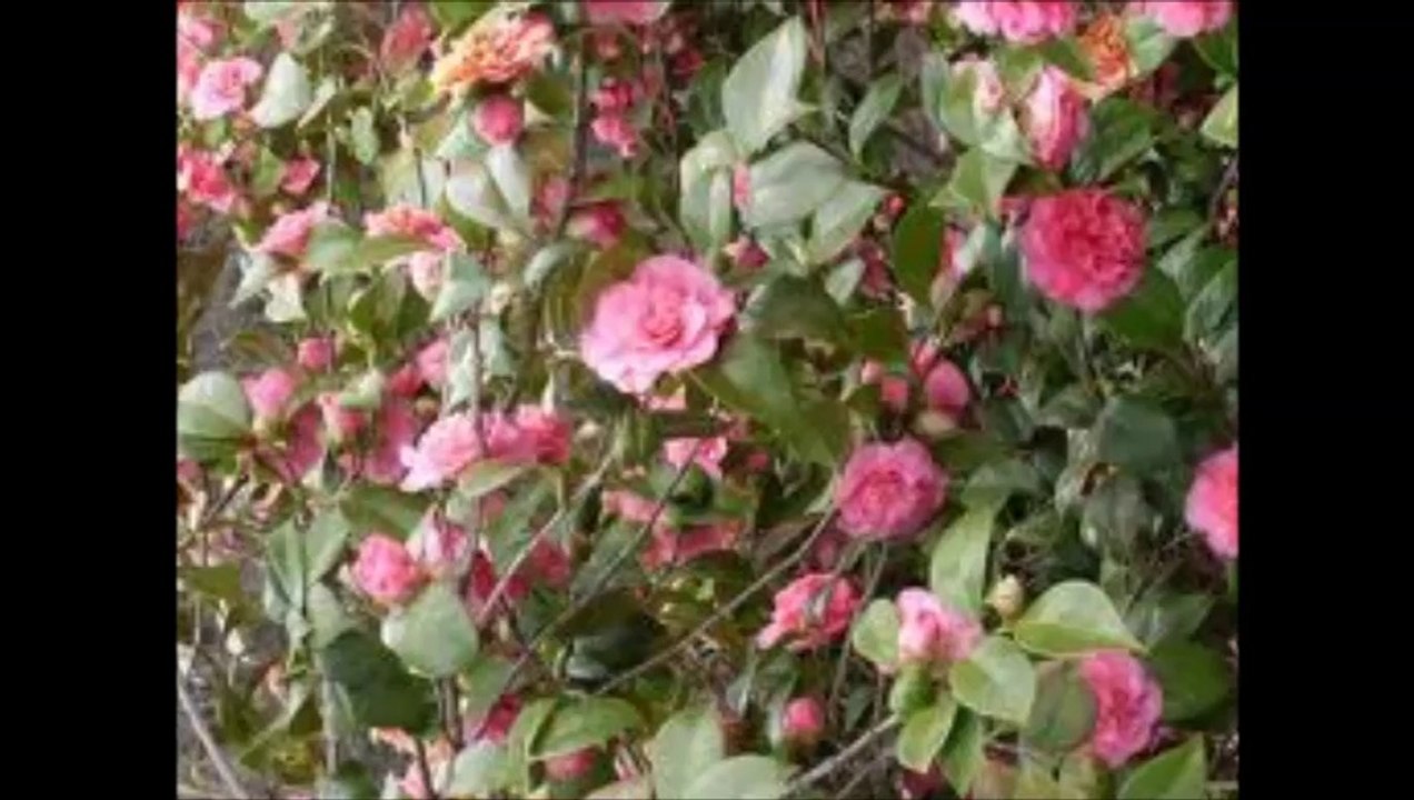 La Montagne par Nicolino