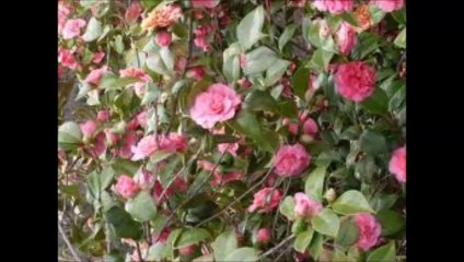 La Montagne par Nicolino