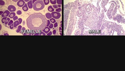 Déterminer le sexe d'un mérou