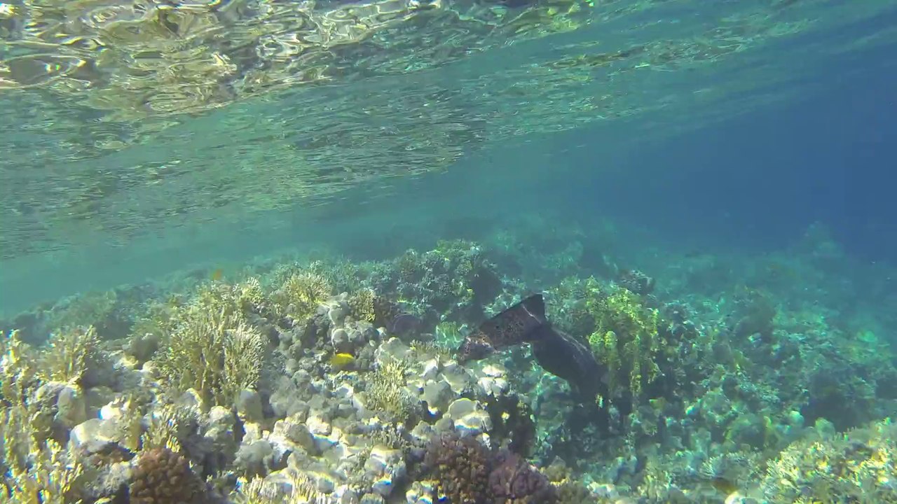 gopro murene mer rouge