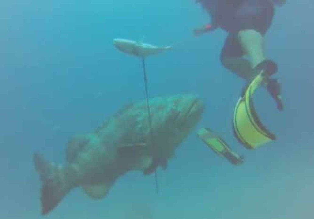 Goliath Grouper Attack
