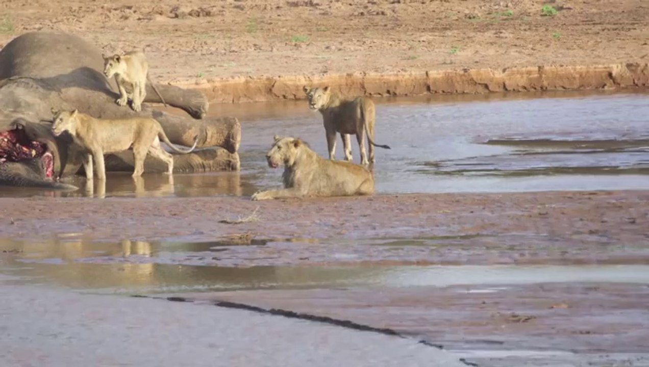 Lions vs. Crocodile Fight - Samburu National Reserve, Kenya