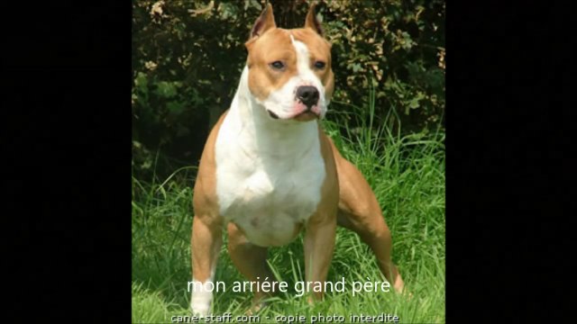 chiot american staff