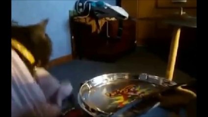 amazing drumming cat