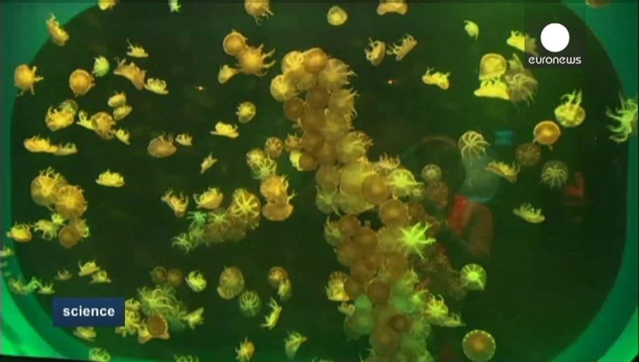 Jellyfish fairies