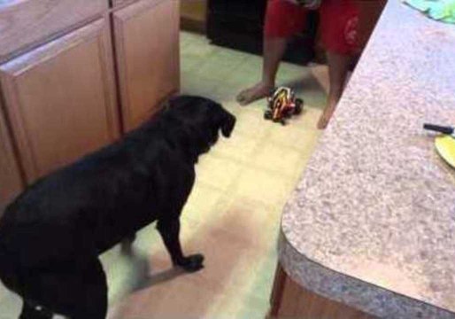 Dog Perplexed by Toy Car