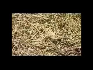 Arbuckle/Keaton-1919 Silent-The Hayseed Pt1/3