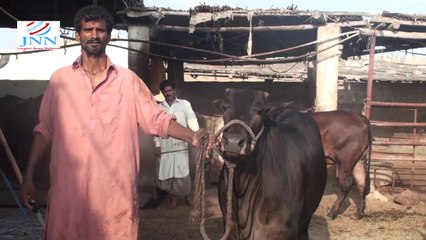 Irfan Ilahi Cow Farm