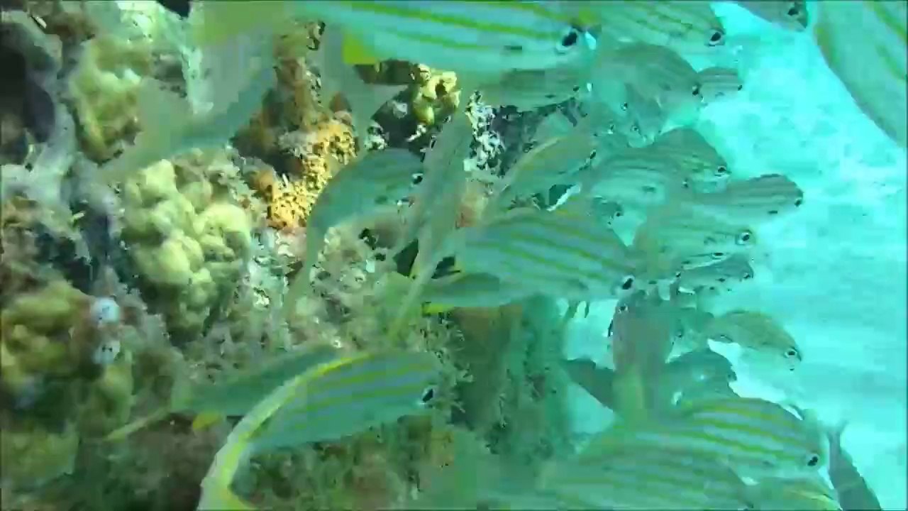 Martinique sous l'eau... les C2C au milieu des tortues et des poissons