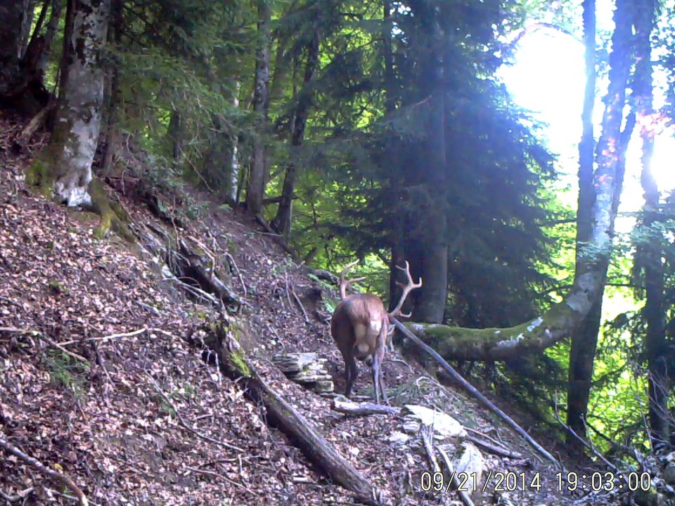 cerf_g14_3