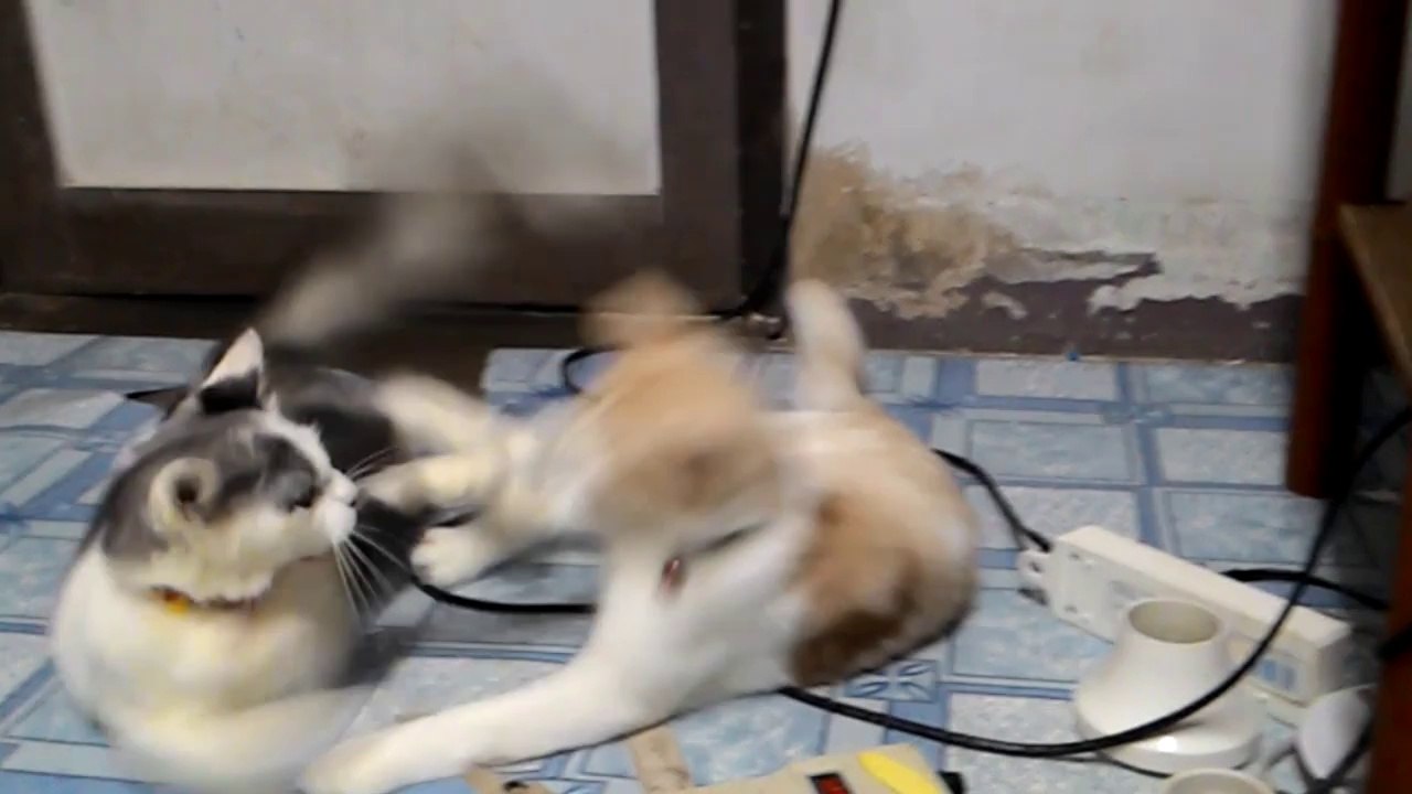 มวยปล้ำแมว (ซ้อมไว้ป้องกันตัว)