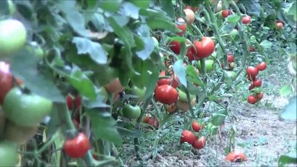 PAZARYERİ İLÇESİNDEN GÖRÜNTÜLER(İBRAHİM ÖZTOSUN)