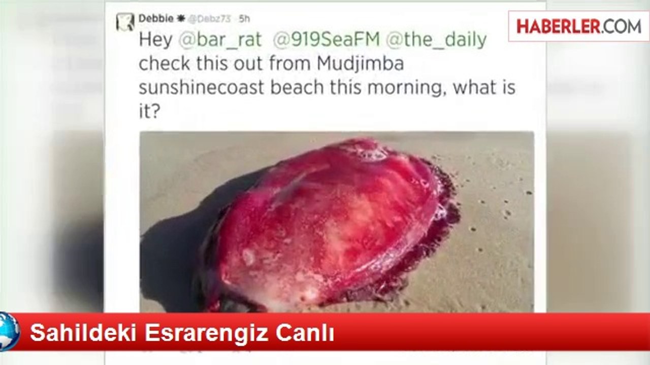Sahildeki Esrarengiz Canlı