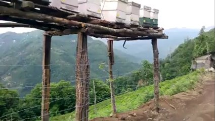 Ayılara Karşı Kestane Balı