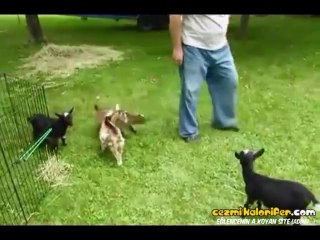 Volkan Demirel Sevinci