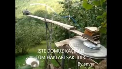 İşte Domuz Kaçıran