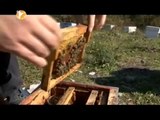 Arıcılıkta Ana Arı Üretimi
