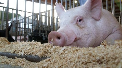 Searching for the ‘perfect hog’ at W.Va. State Fair