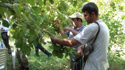 Hizan Fındığı, Aromasıyla Karadeniz'e Rakip