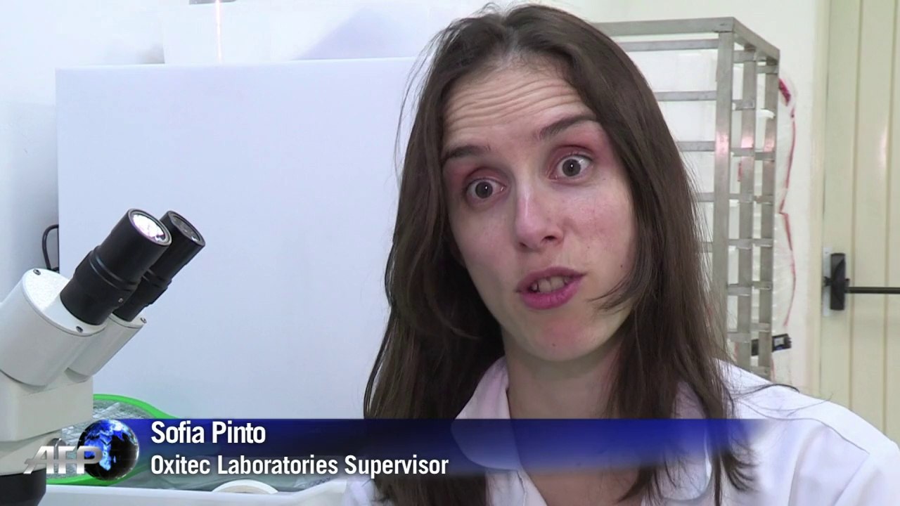 Brazil tries genetically modified mosquitoes to...