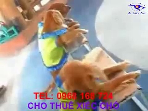 Cung cấp xiếc chó,cho thuê xiếc chó LH:0968 168 724