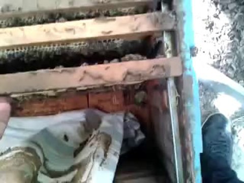 ANADOLU ARISI SON BAHAR HAZIRLIGI VE YAVRU KONTROLU