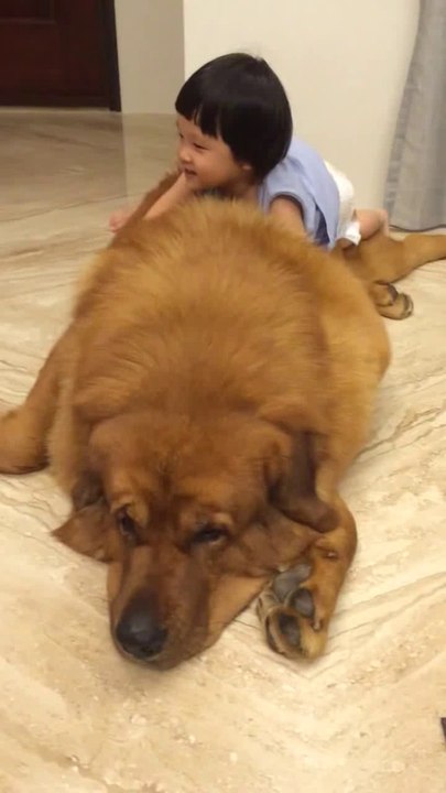 Une petite fille joue avec un chien géant : mas...