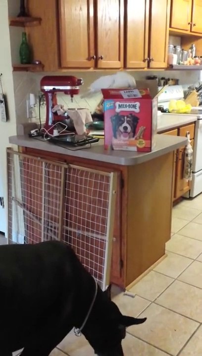 Parrot feeds a big dog! So cute...