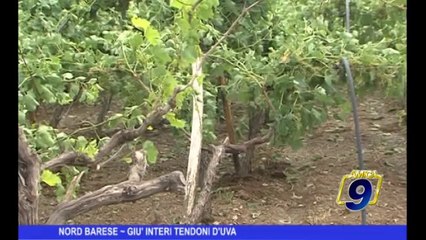 NORD BARESE | Giù interi tendoni d'uva