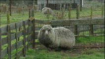 Shaun, le mouton le plus laineux du monde ?