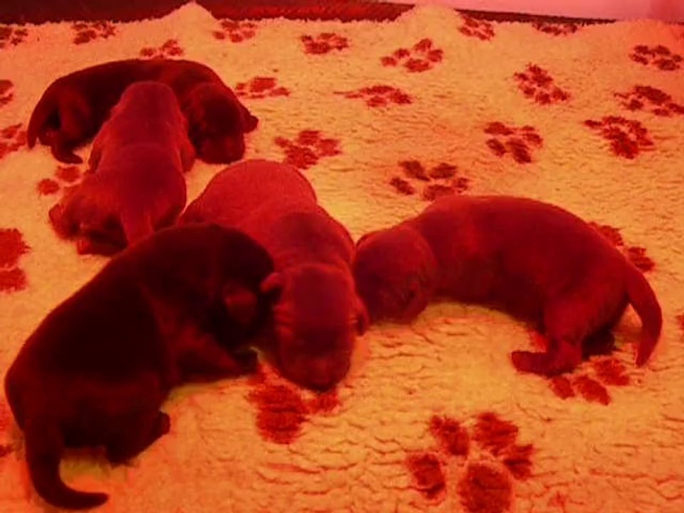 Chiot Lady 4 jours Video 1