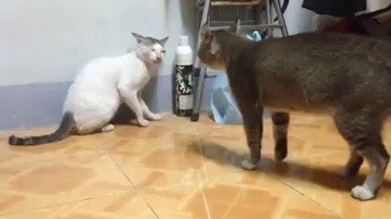 ПИК ТВ! Бой между котки
