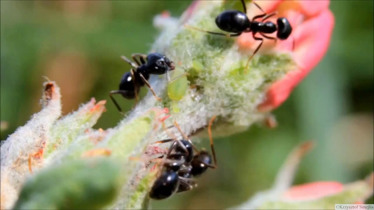 Funny video Funny cat crazy cat Canon 60D & Canon 60mm Macro Lens Farming Ants