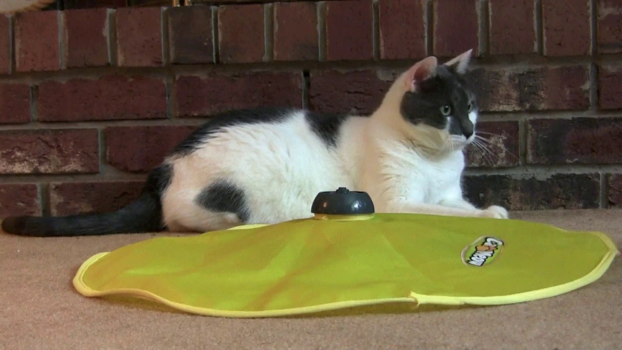 Cats Meow Interactive Toy - Reviewed by Cats