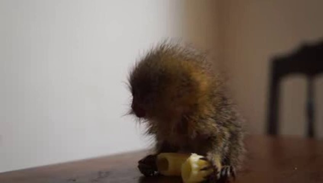 Small monkey - Callithrix Pygmaea - il piccolo Dartagnan un vero Italo-Amazzonico!!!