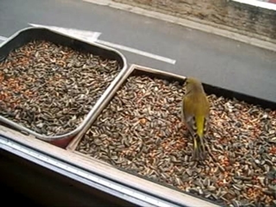 Mozart Et Les Oiseaux