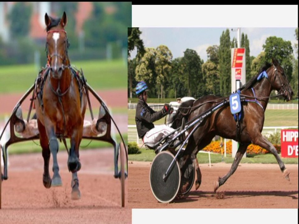 Tous les records dans le domaine de l'équitation