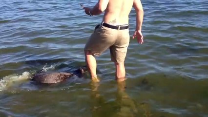 Wild sea otter swims up to man on Cadboro Bay beach - Victoria, BC